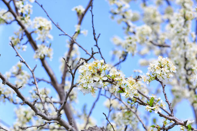 季节春日户外美丽的开花树 特写水果树植物学