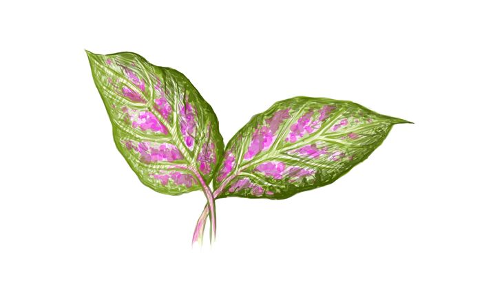 自然插图：新鲜的阿格拉内马或迪芬巴奇亚树叶植物学常绿叶