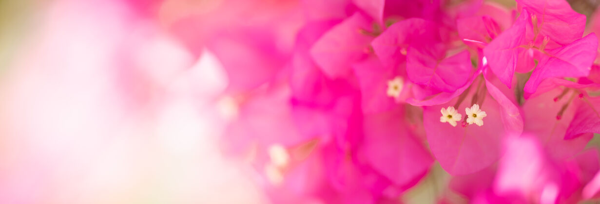 环境特写粉红三角梅花自然植物区系 生态封面概念树光季节