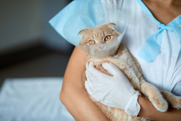 检查女兽医手上拿着一只带塑料锥领的猫去势后 兽医的概念可爱禁忌预防