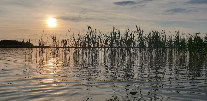 水平美丽的风景如画的夏季湖泊芦苇与平静的水面在金色的傍晚日落沙滩湖泊河流
