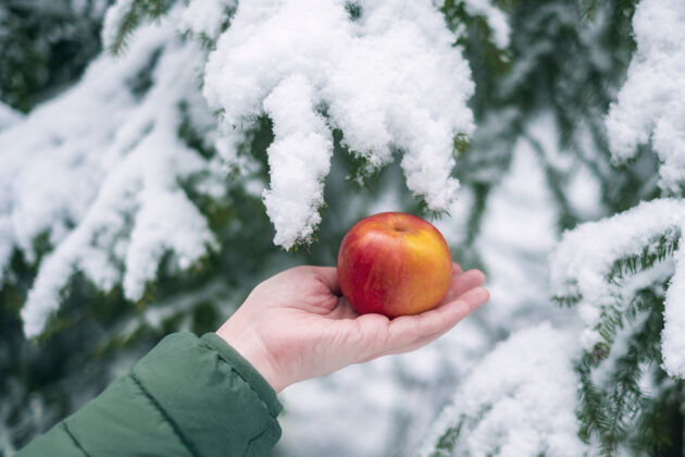维生素雪地里冬天森林的背景上 一只母手拿着一个红苹果素食保持成熟