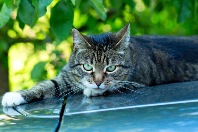 户外绿底绿眼灰猫宠物公园家养