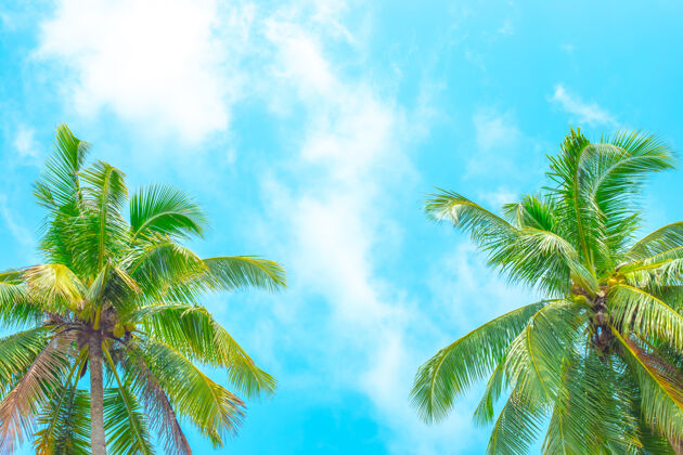 泰国两棵椰子树在蓝天白云的衬托下异国情调棕榈树
