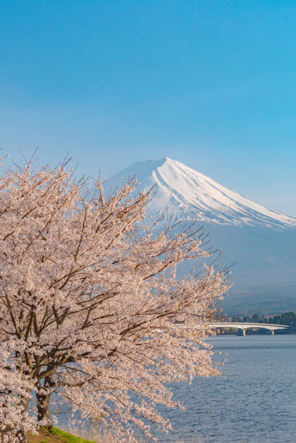 树樱花盛开在春天和富士山从川崎湖山梨 日本开花四月春天