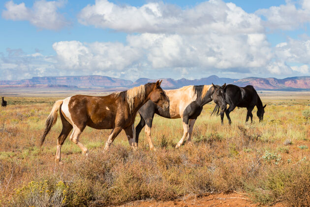 智利马群在南美智利的牧场上奔跑海岸户外马驹
