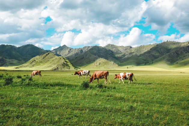 牧场田园诗般的夏季牧场景观 山上有奶牛农场田地奶牛
