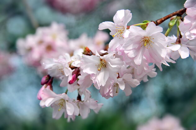 日本春暖花开花园春天樱花