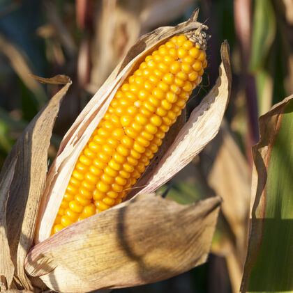 吃在秋日的田野上 一张成熟的玉米黄色的特写照片 健康新鲜的栽培