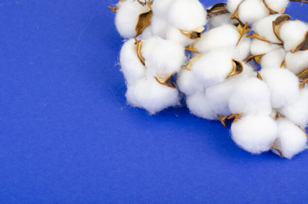 棉花在明亮的表面上用棉花组成茎有机美丽