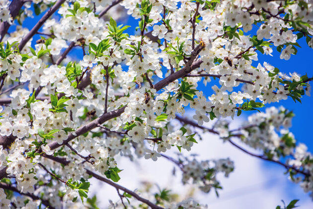 春天樱桃枝上开着白花 背景是蓝天春天花园叶