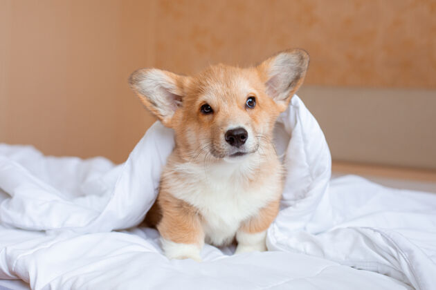 卧室科尔吉小狗躺在床上的毯子下面小狗舒适宠物