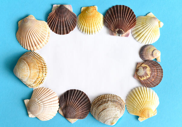 复制空间海洋框架制成的日本海扇贝壳上的蓝色海洋贝壳蛤蜊