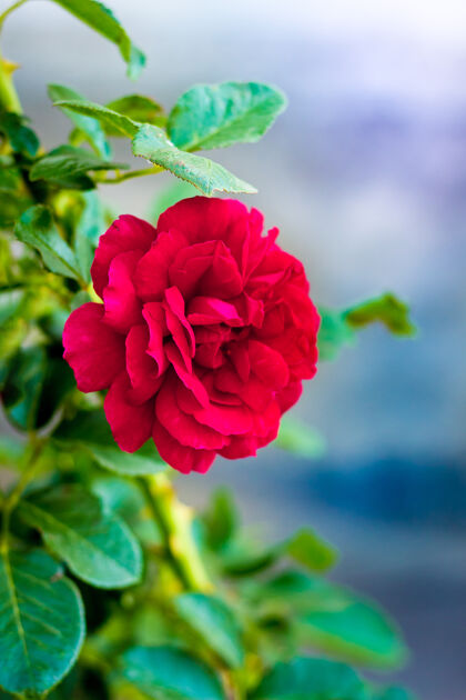 美丽红玫瑰的叶子模糊的背景叶花瓣公园