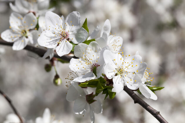 问候春暖花开的樱桃或其他果树的白色花朵 特写背景自然花