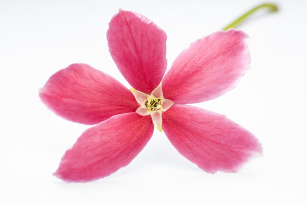 公园红色ixora美丽的花朵特写花束植物学美丽