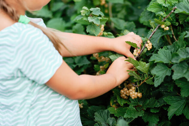 送货小女孩在树上摘白加仑子花园.秋天蔬菜丰收树水果蔬菜健康农场
