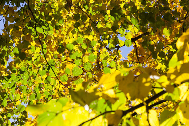 明亮秋天的菩提树叶绿黄相间季节焦点在前景上金环境美丽