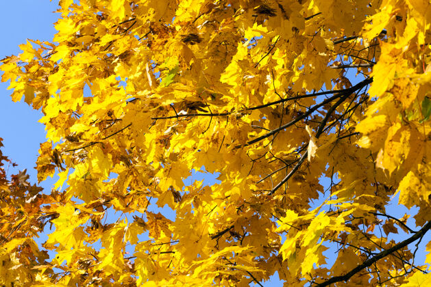 天气大自然中秋天公园里的淡黄色枫树枝叶 阳光明媚的天气里的细节美丽干燥细节