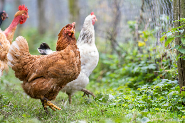 食物传统农家鸡饲养特写谷仓母鸡论生态农业中的粮仓堆场农场免费牧场家禽养殖理念细节鸡田