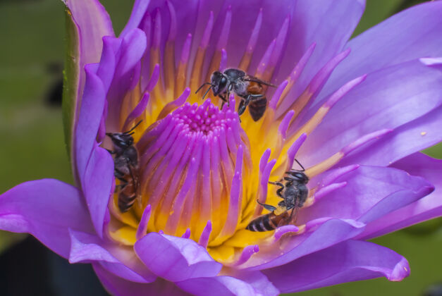 工作美丽的莲花上的蜜蜂花瓣植物百合