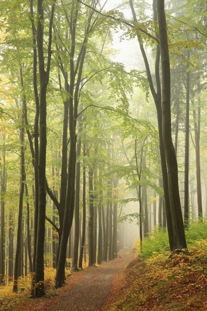 幻想大雾天气里穿过秋天山毛榉林的山径森林多彩橡树