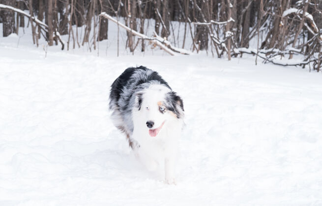 冬天年轻的澳大利亚牧羊犬 蓝眼睛在冬天奔跑森林狗在雪地里品种动物血统