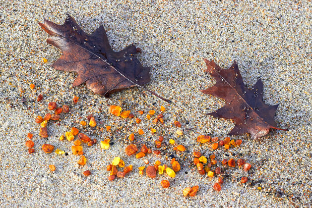 潮湿琥珀色沙琥珀色海岸上还有秋天的橡树叶琥珀闪光宝石