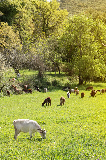 生活早上 可爱的山羊在绿油油的草地上吃草羚羊哺乳动物公园