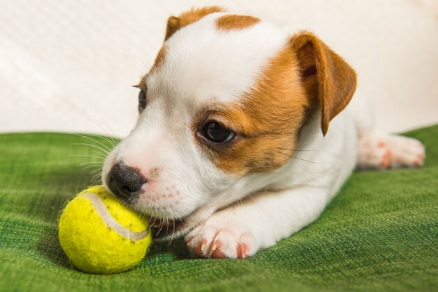 朋友小狗杰克罗素小狗玩和啃黄色网球隔离球在怀特工作室射击谎言甜蜜狗