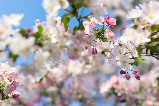 季节粉红色的樱花在一棵迷离的树上绽放生长白天植物