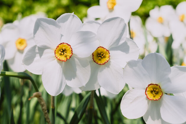 漂亮白色水仙花 黄色喇叭状花序花坛选择性聚焦白色花园里盛开的水仙绿色背景花卉公园