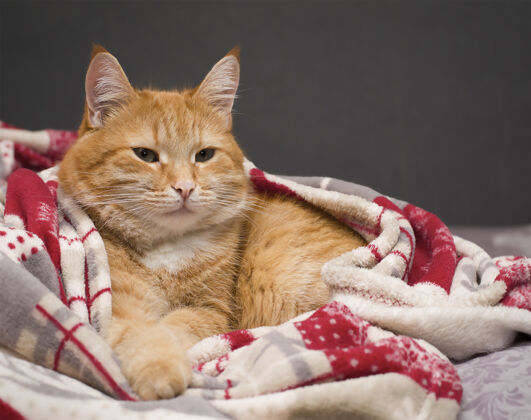 躺着姜猫躺在被子下面寒冷休息季节
