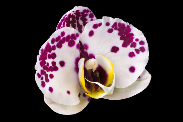 自然极端特写粉红色蝴蝶兰或飞蛾兰科兰花从家庭隔离花热带开花