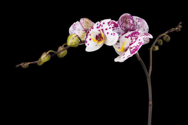 婚礼白色蝴蝶兰或飞蛾兰科的分支 在黑色背景上用剪贴路径隔离室内植物健康礼物