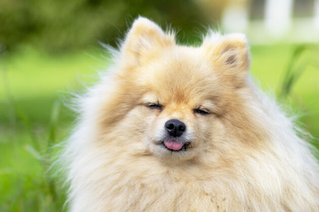 小狗肖像宠物德国斯皮茨搞砸了他的闭上眼睛-有趣的波美拉尼亚直视镜头好看狗漂亮