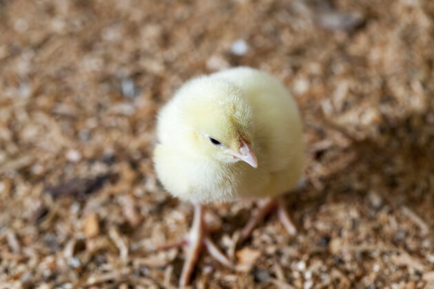 活着在一个传统的家禽养殖场里的转基因鸡内鸟类家禽