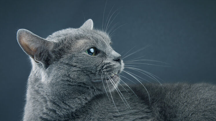 可爱一只美丽的灰猫在黑暗中的工作室肖像背景.pet哺乳动物捕食者哺乳动物头自然