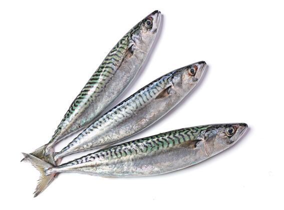 晚餐三条新鲜的白鲭鱼烹饪切割鲭鱼