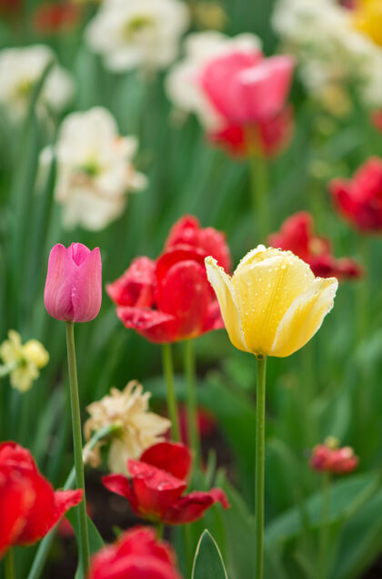 叶郁金香花在一个模糊的背景自然·春天背景植物美丽花束