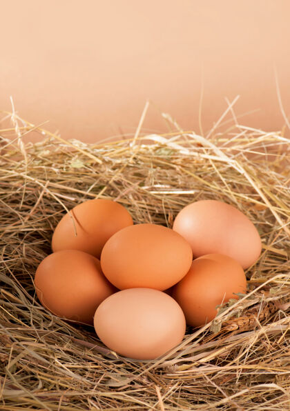 颜色窝里有一堆棕色的蛋传统新鲜鸟类