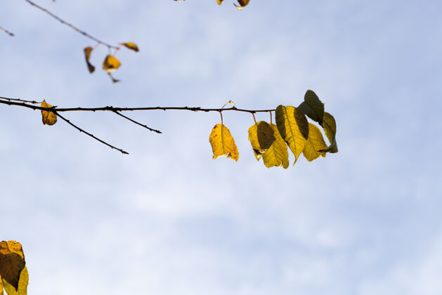 叶落叶树在秋天的季节落叶庭院秋季公园硬木