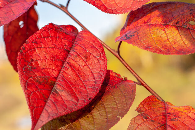 秋天在阳光的照耀下 黄色的秋色背景上有着五颜六色的红叶背景花园模糊