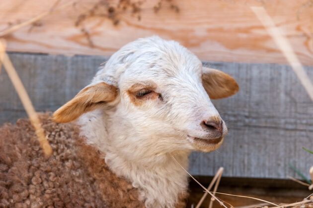 围栏白头棕色皮毛的羔羊家庭羊群农村