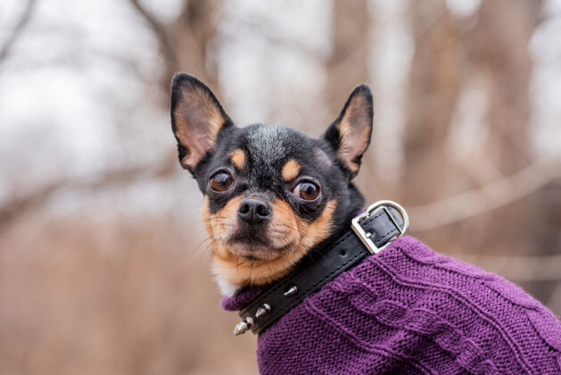 肖像宠物狗吉娃娃在街上散步吉娃娃街一只狗遛狗秋天在公园散步纯种小狗服装