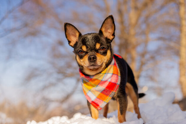 森林冬天 一只狗在户外戴着橙色的头巾狗动物血统