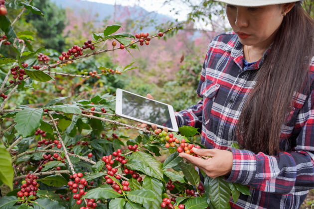 树木植物研究人员使用笔记本电脑查看泰国清迈省梅旺区阿拉比卡咖啡的生长统计数据咖啡生的收获