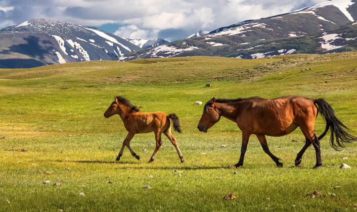 草野马在山前散步阿尔泰山脉山脉西部蒙古动物山谷阿尔泰山脉