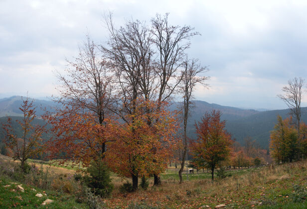 喀尔巴阡秋天的山景叶龄灌木黄