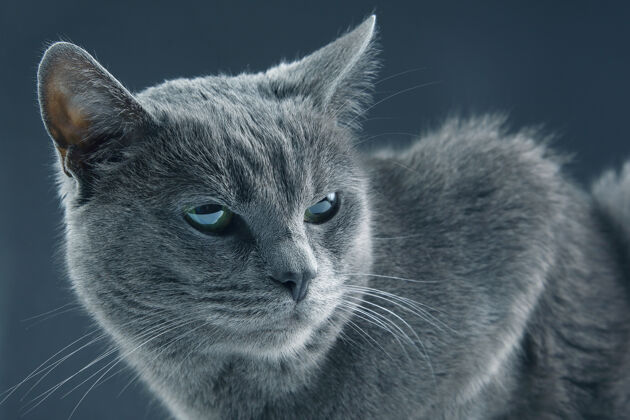 猫一只美丽的灰猫在黑暗中的工作室肖像墙.pet哺乳动物捕食者皮毛毛茸茸的动物